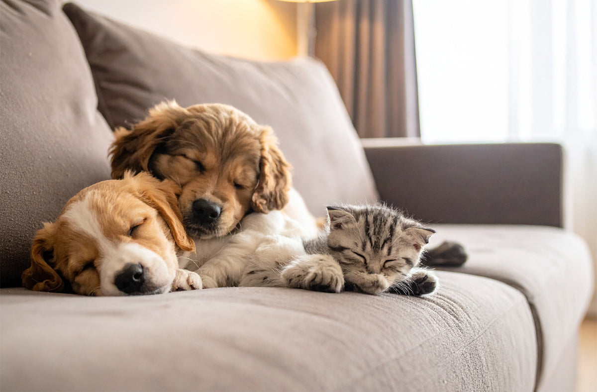 Banner couch